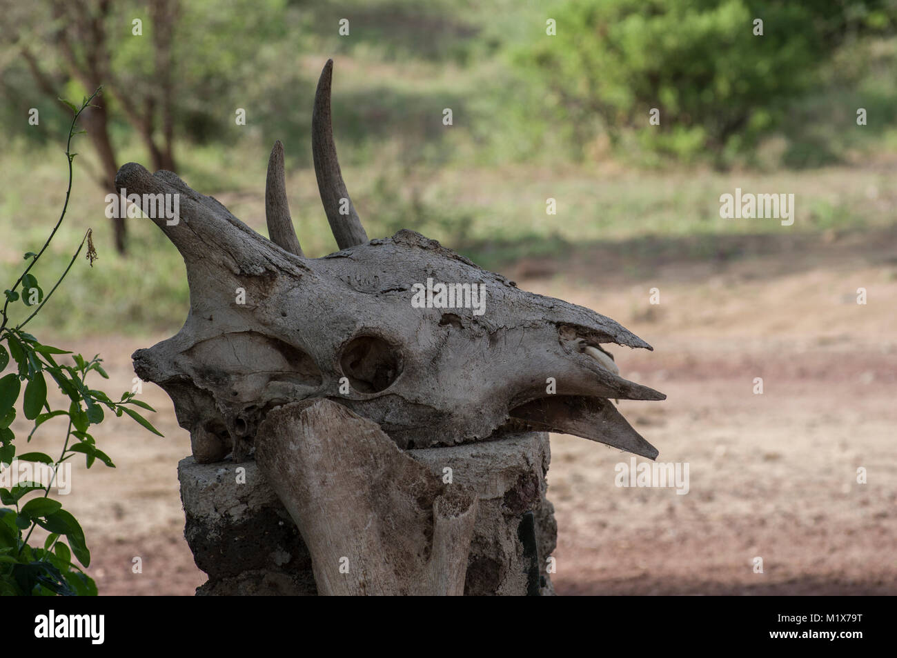 Wasserbüffel Schädel mit Hörner gebleicht auf einer ähnlich Farbe baumstumpf in der Serengeti, Arusha, Tansania platziert Stockfoto