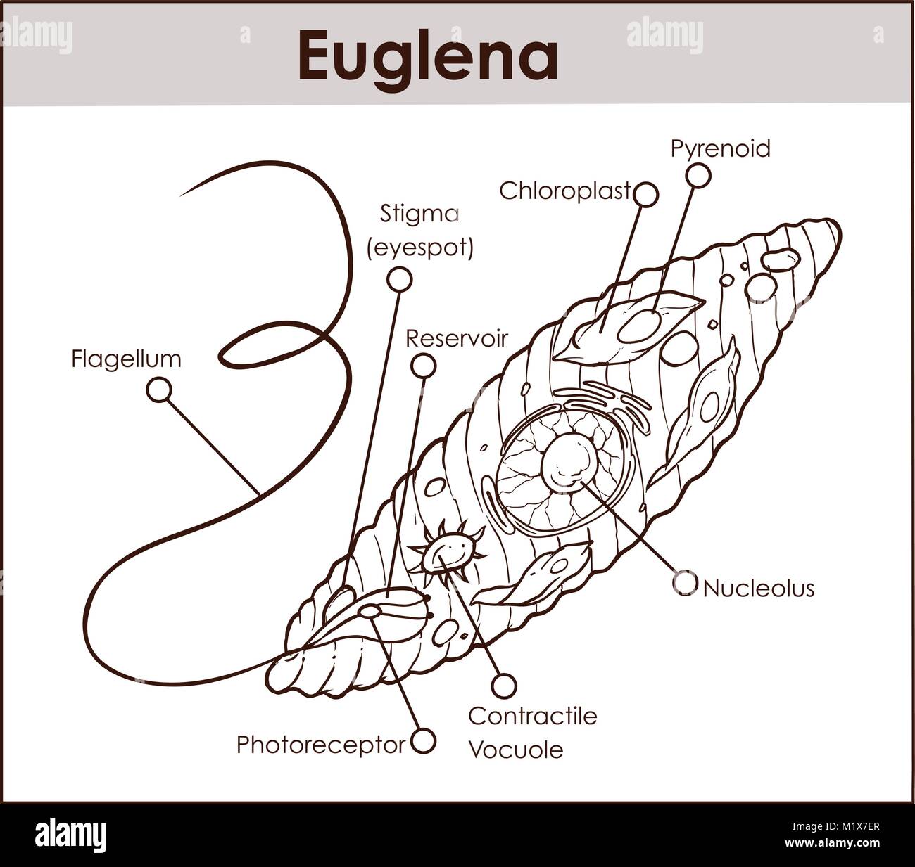 Vektor Euglena Querschnittsdiagramm Vertreter Protisten euglenoid Pflanze wie Tier wie mikroskopische Wesen mit allen Zelle teile Kern fla und Stock Vektor