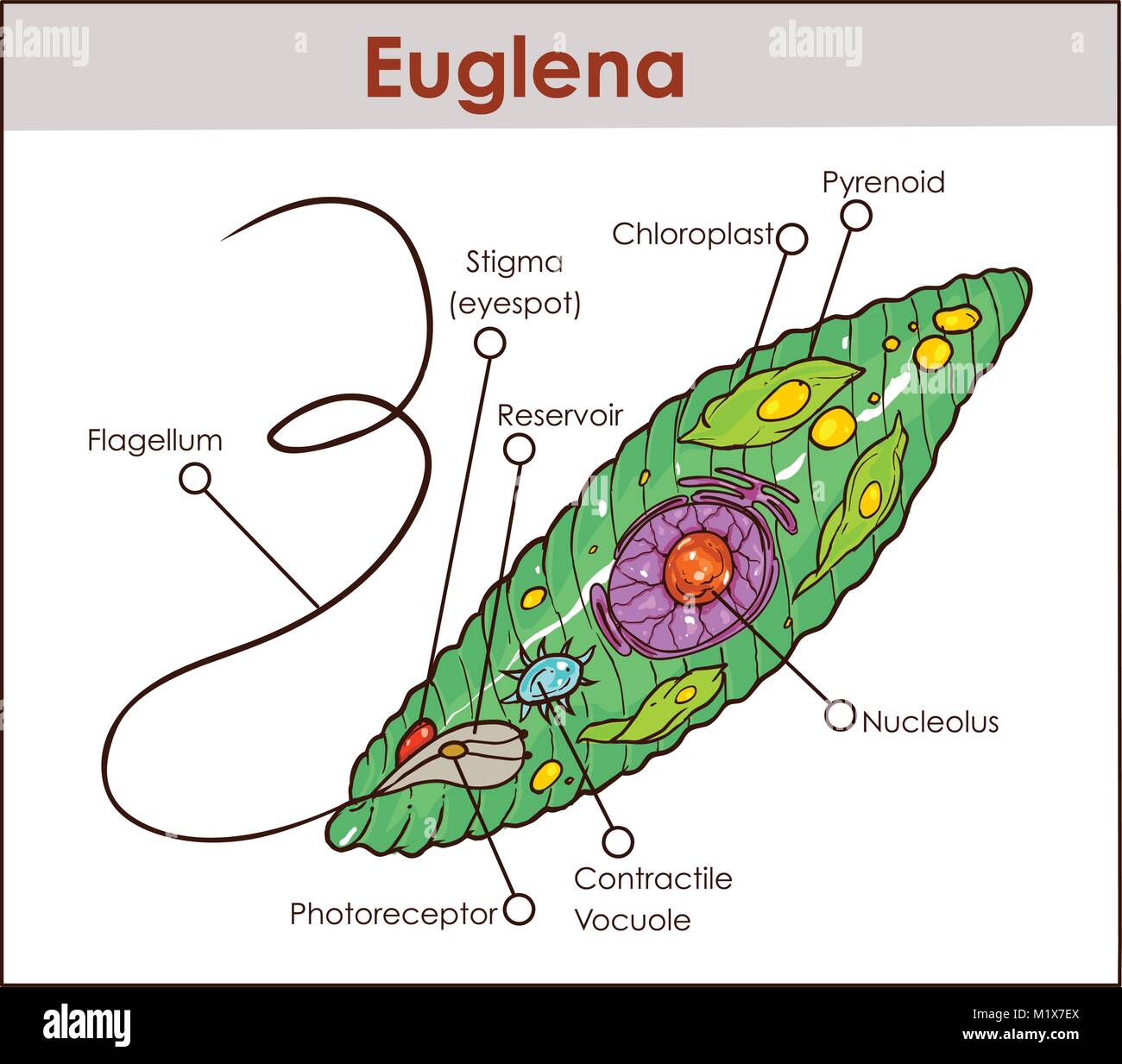 Vektor Euglena Querschnittsdiagramm Vertreter Protisten euglenoid Pflanze  wie Tier wie mikroskopische Wesen mit allen Zelle teile Kern fla und  Stock-Vektorgrafik - Alamy