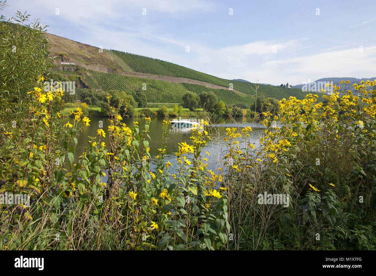 Sunchoke, topinambour (Helianthus tuberosus) Wachsende am Flußufer, Mosel, Rheinland-Pfalz, Deutschland, Europa Stockfoto