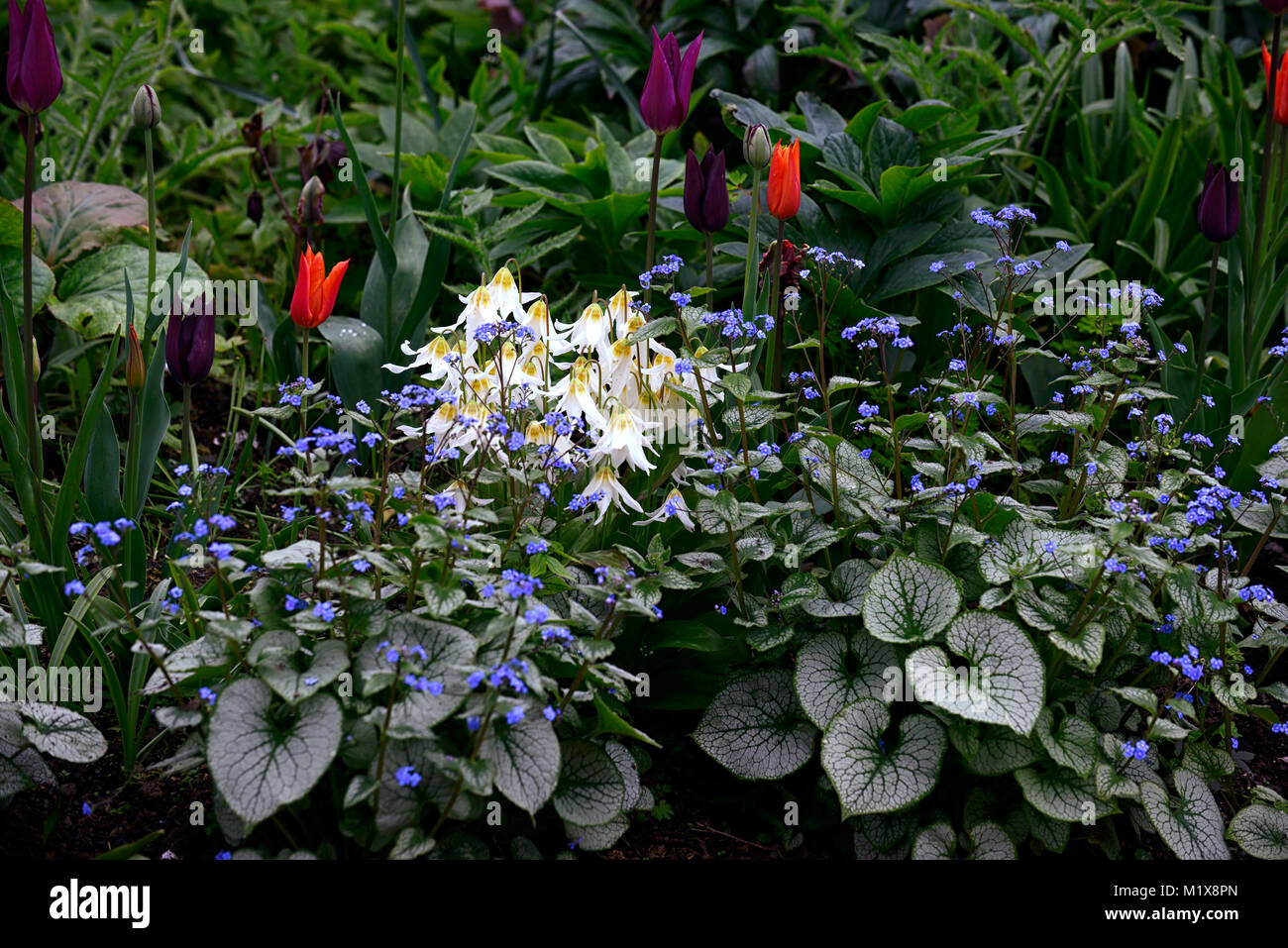 Erythronium harvington schneegans, Brunnera macrophylla, sibirischer Glanz, Tulpe, Tulpen, tulpe, Blumen, Blüte, Frühling, Ausstellung, Garten, Gärten, RM Floral Stockfoto