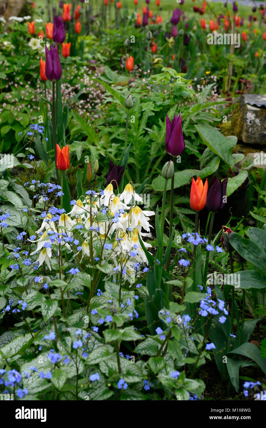 Erythronium harvington schneegans, Brunnera macrophylla, sibirischer Glanz, Tulpe, Tulpen, tulpe, Blumen, Blüte, Frühling, Ausstellung, Garten, Gärten, RM Floral Stockfoto