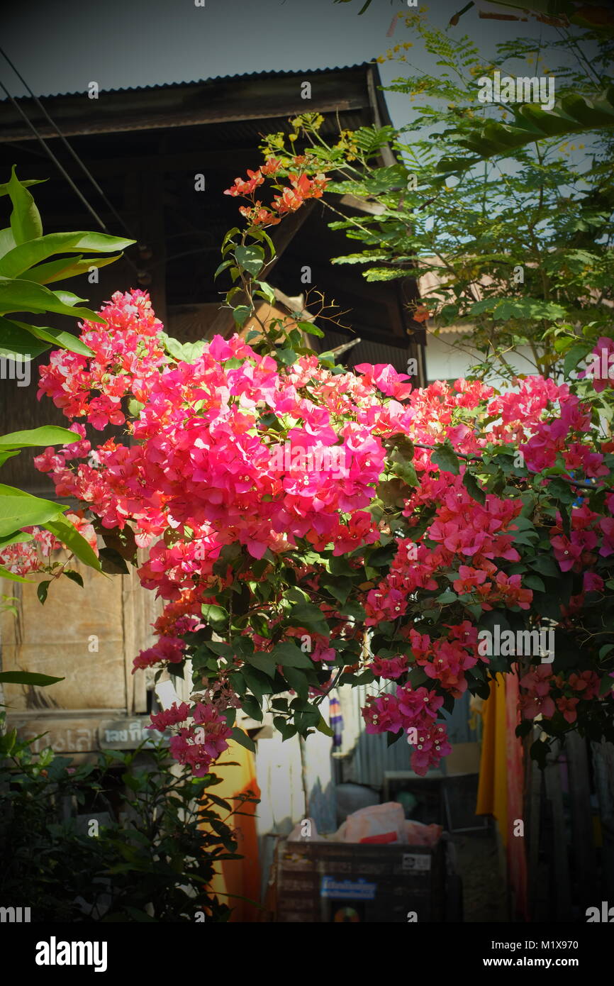 Schönen Blumen in Chiang Mai, Thailand. Stockfoto
