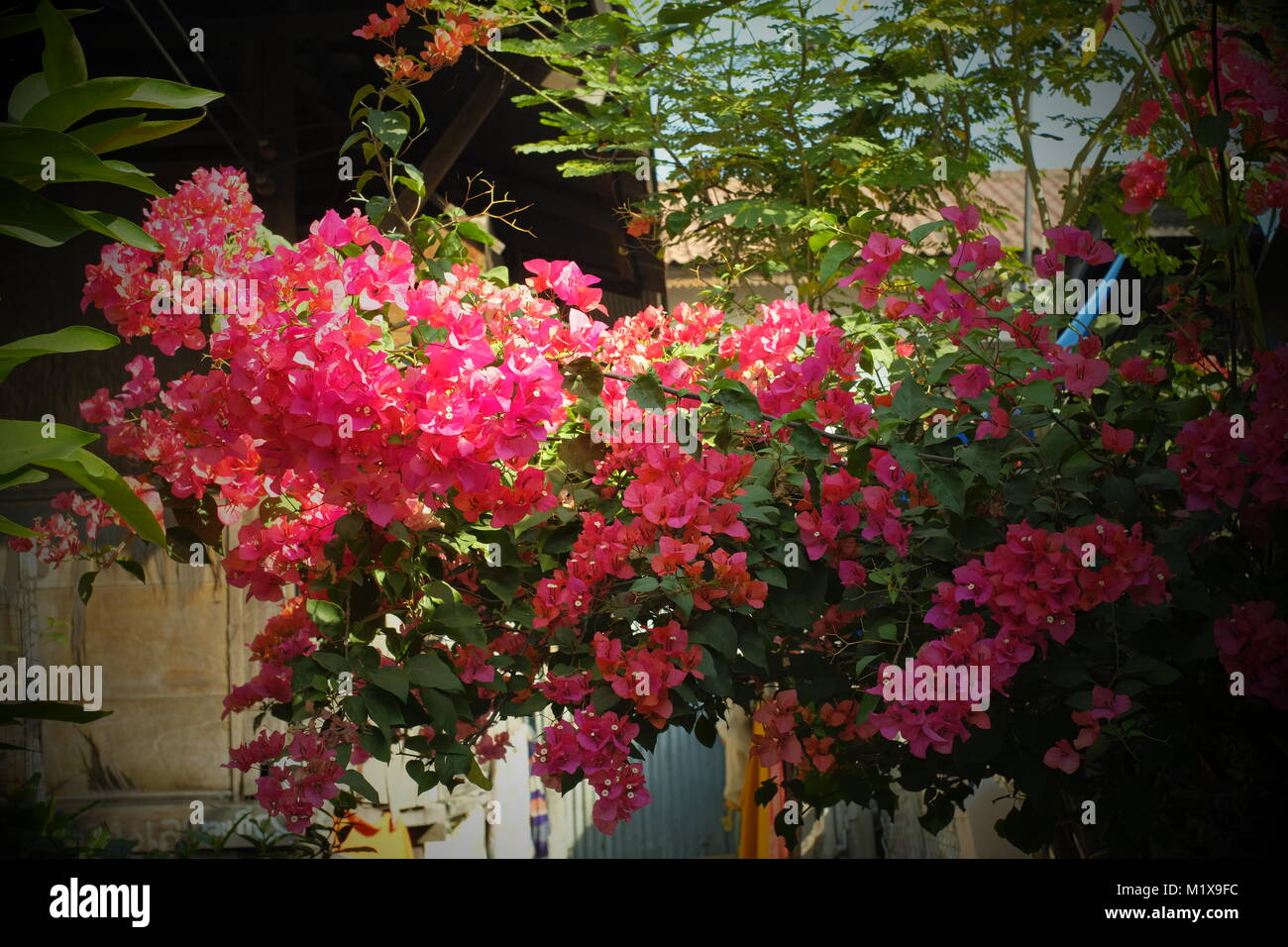 Schönen Blumen in Chiang Mai, Thailand. Stockfoto