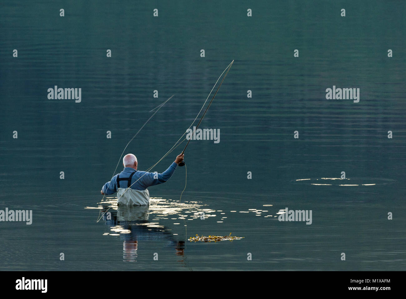 Fischer, Taille tief in sehr ruhigem Wasser, während Fliegen - Casting. Stockfoto