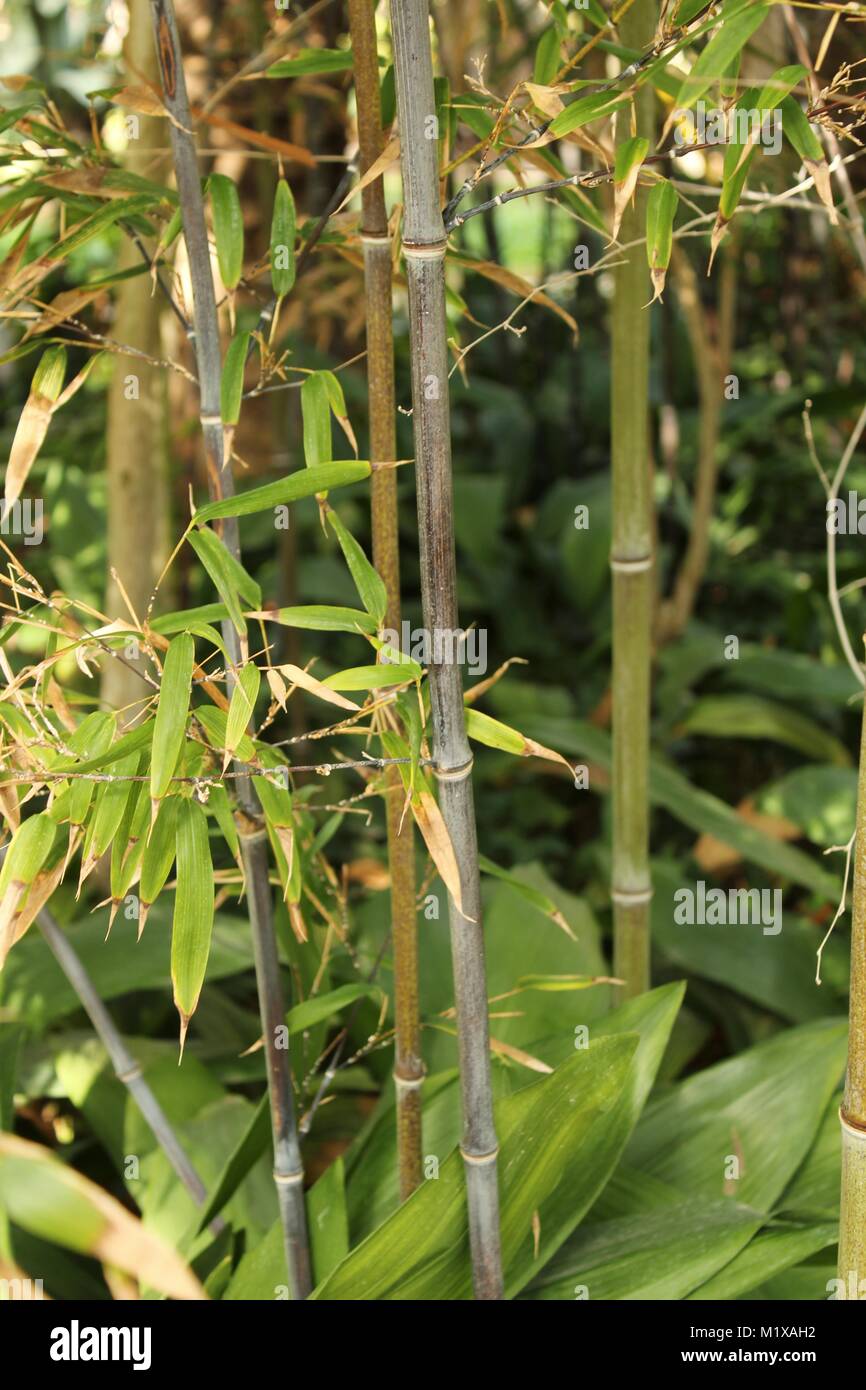 Phyllostachys nigra, Schwarzer Bambus im Garten Stockfotografie Alamy