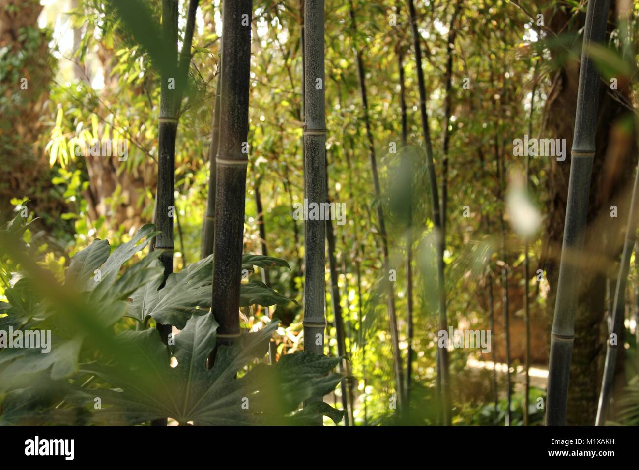 Phyllostachys nigra, Schwarzer Bambus im Garten Stockfotografie Alamy