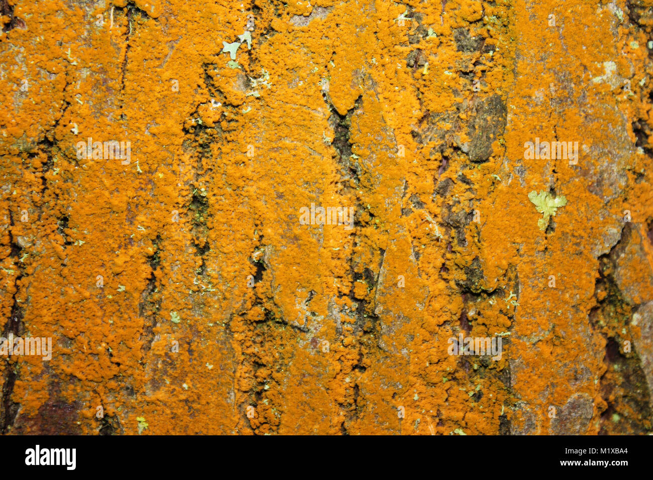Orange Trentepohlia Algen auf Baumstamm Stockfoto