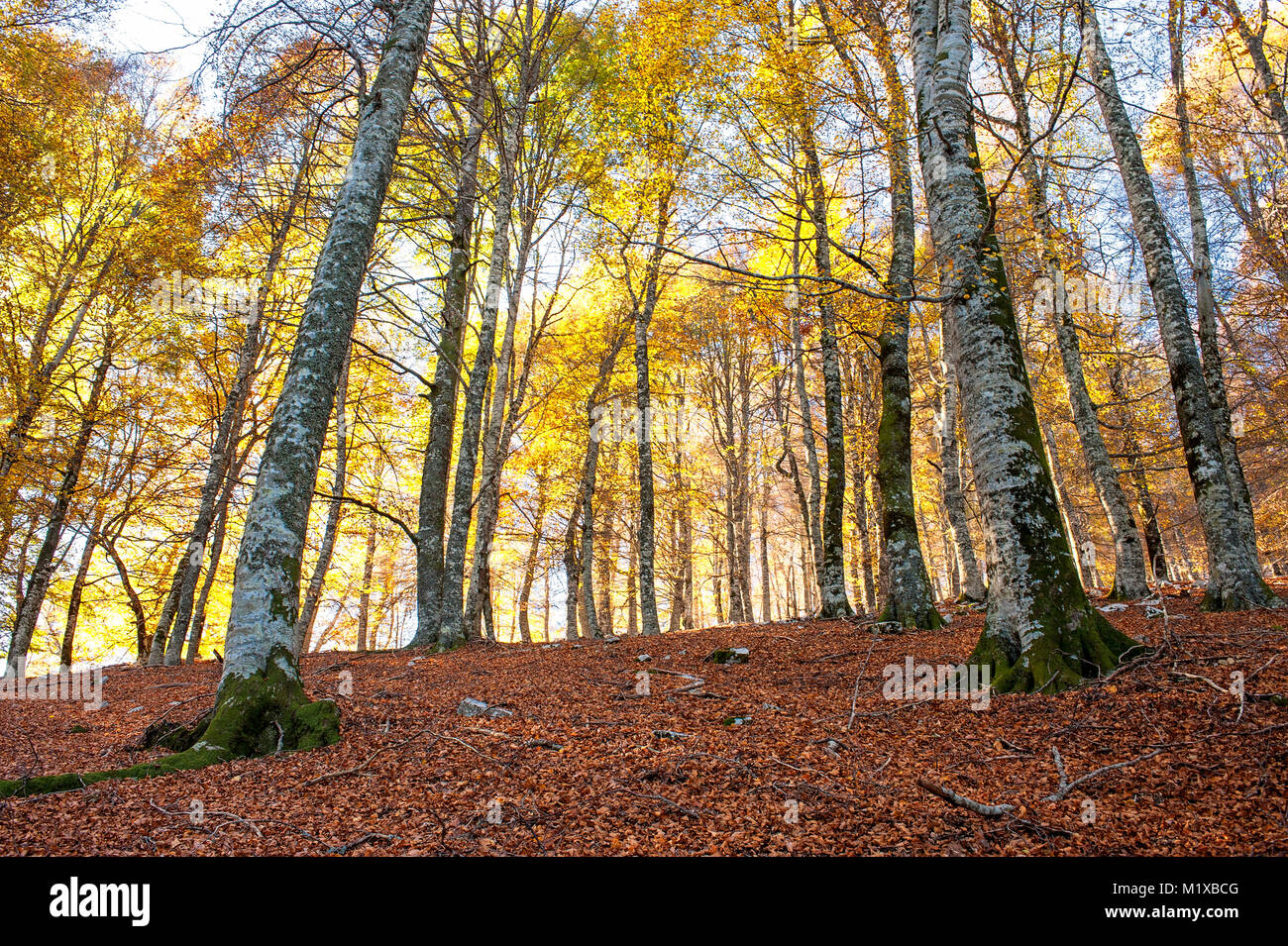 Die kraftvolle Energie der Wald im Herbst Saison. Stockfoto