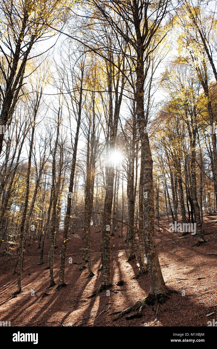Die kraftvolle Energie der Wald im Herbst Saison. Stockfoto