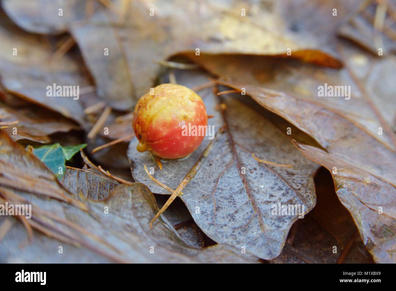 Cherry Galle auf Eiche Blätter im Herbst, gebildet, um Larven der Galle Wespe. Cynips quercusfolii, Wales, UK. Stockfoto