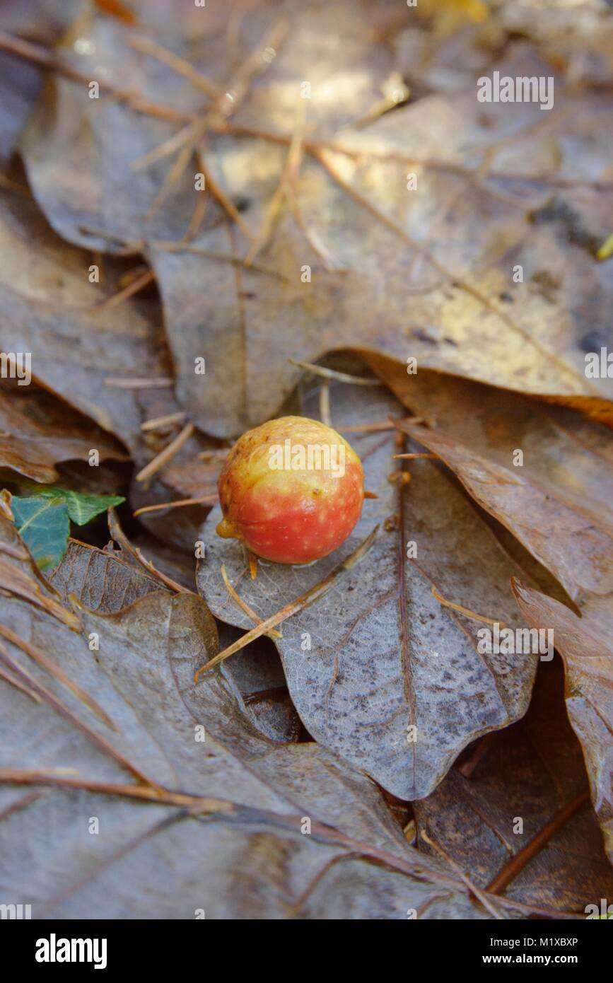 Cherry Galle auf Eiche Blätter im Herbst, gebildet, um Larven der Galle Wespe. Cynips quercusfolii, Wales, UK. Stockfoto