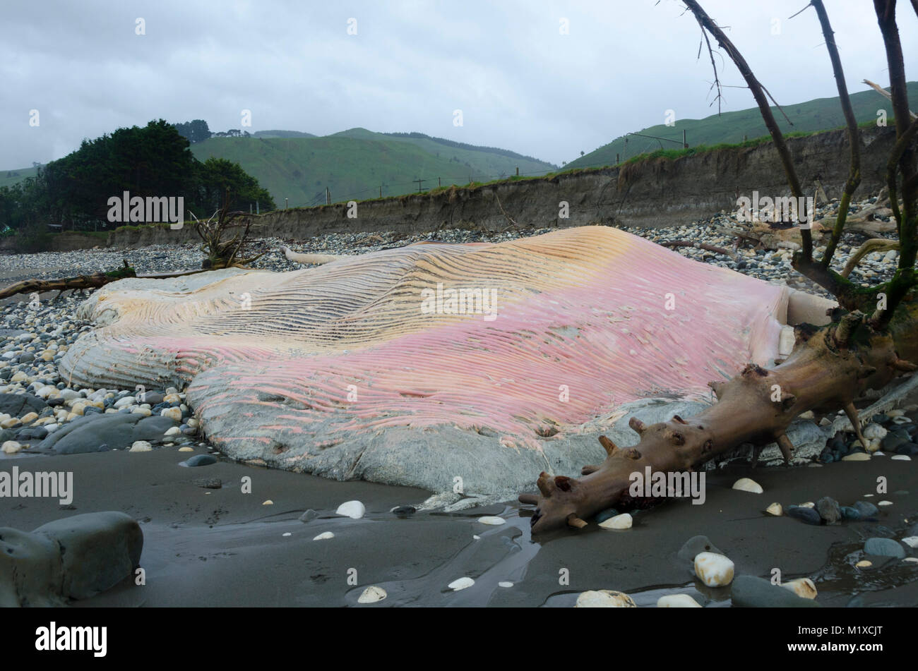 Strände Blauwal, Glenburn, Wairarapa, Neuseeland Stockfoto
