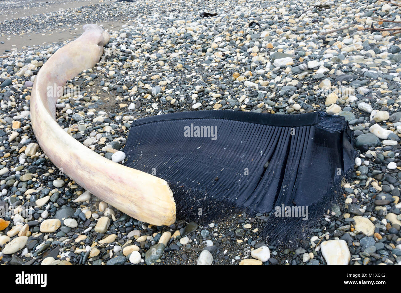 Strände Blauwal, Glenburn, Wairarapa, Neuseeland Stockfoto