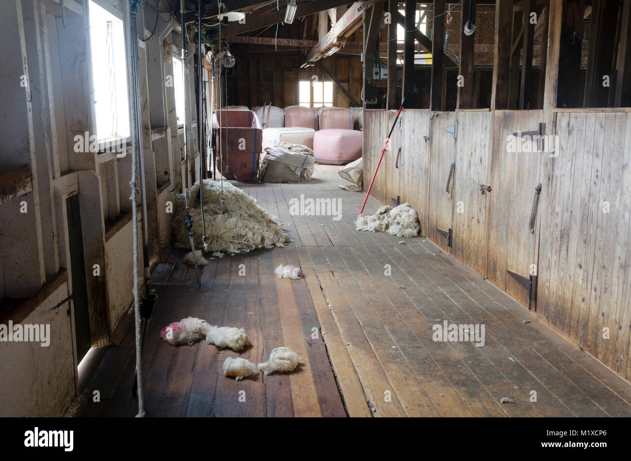 Woolshed Innenraum, Glenburn, Wairarapa, Neuseeland Stockfoto