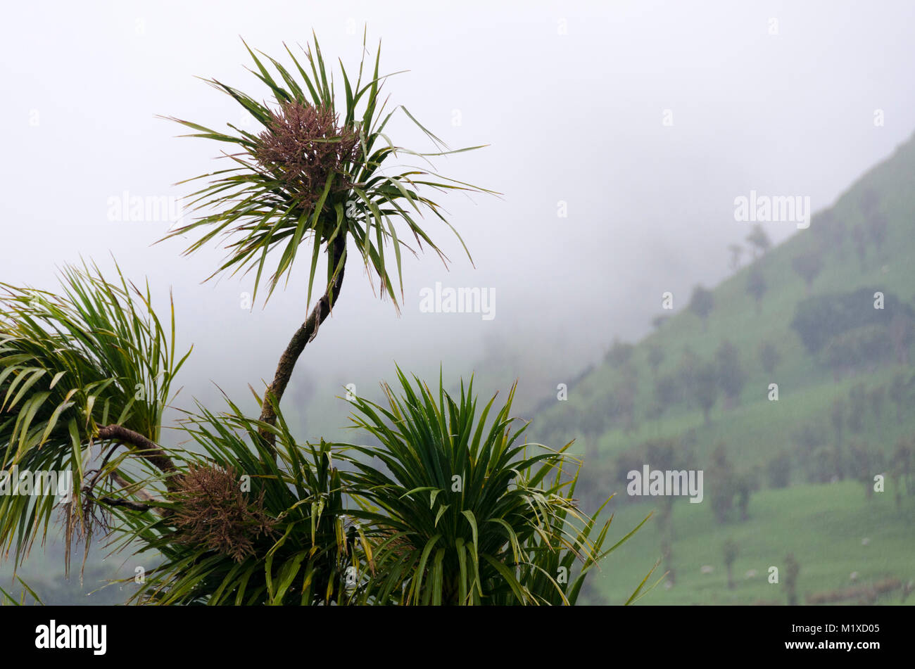 Cabbage Tree und Misty Hills, Glenburn, Wairarapa, Neuseeland Stockfoto