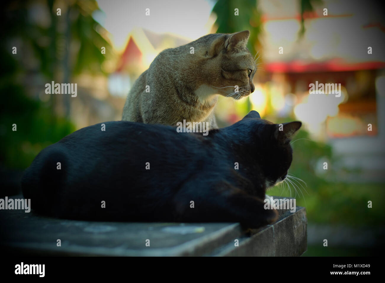 Zwei Katzen in einem Tempel in Chiang Mai, Thailand. Stockfoto