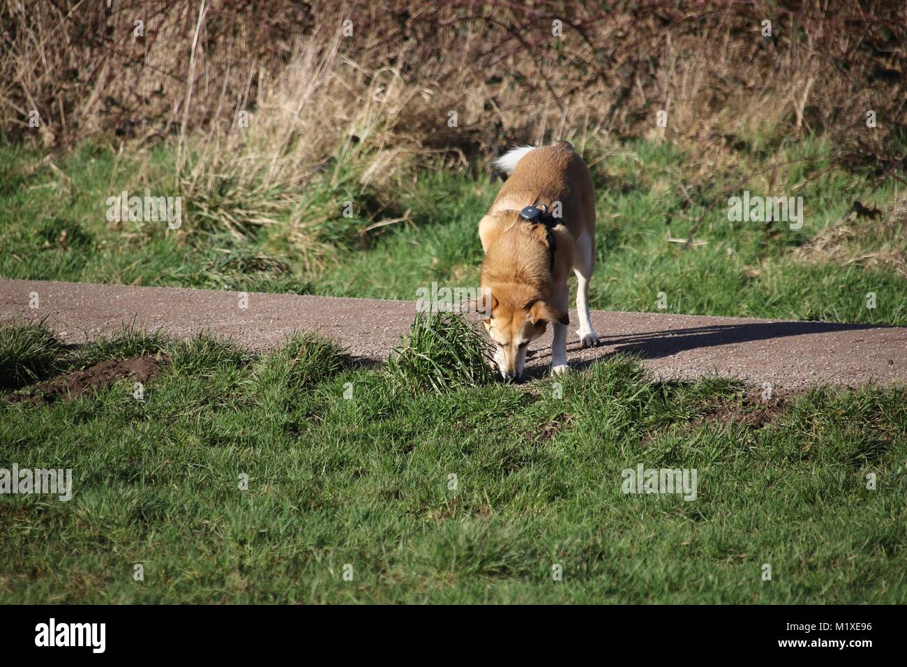 Ein Hund auf einem Wanderweg und Schnüffeln an Gras in einem Feld Stockfoto