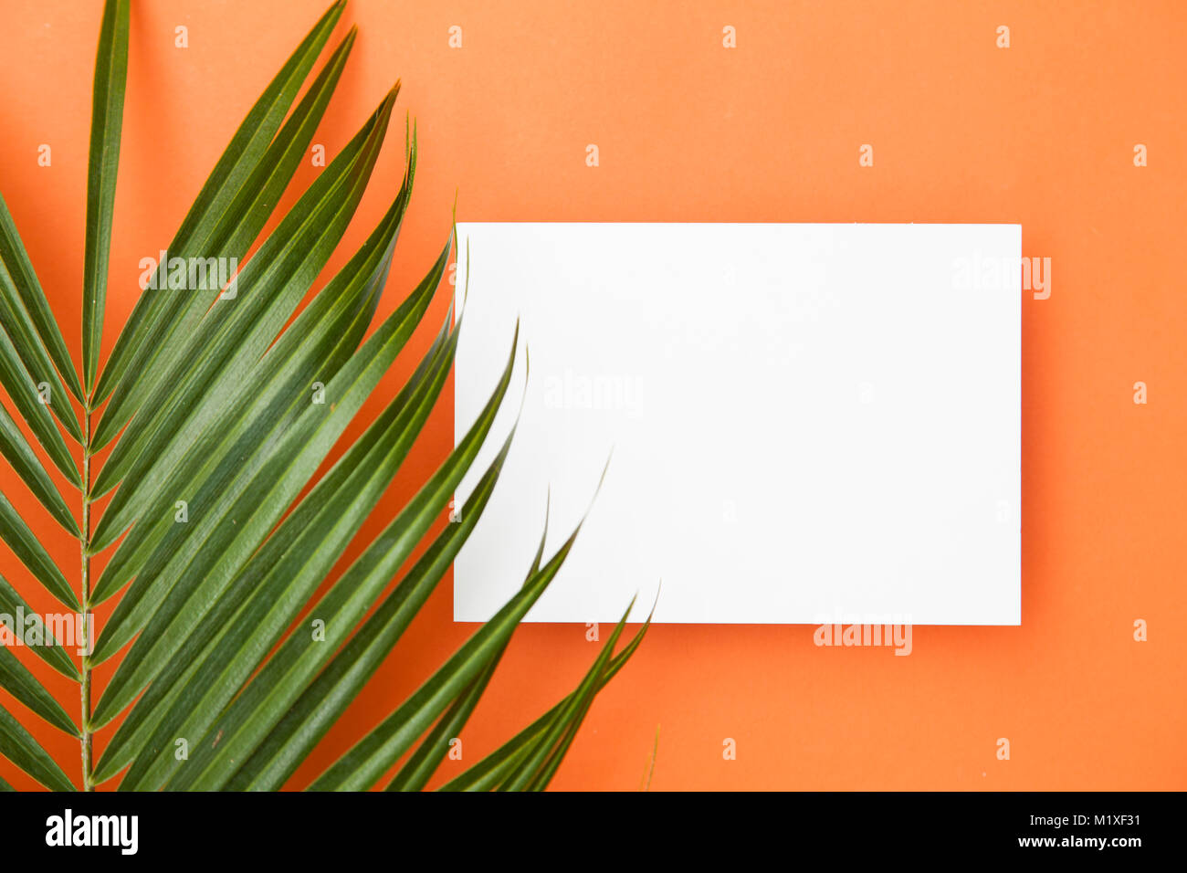 Tropische Palme Blatt auf einen Sommer orange Hintergrund mit Kopie spcae Stockfoto