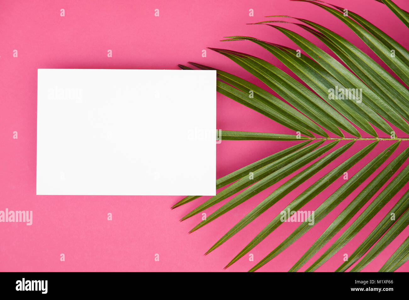 Tropische Palme Blatt auf einem hellen rosa Hintergrund mit Kopie spcae Stockfoto