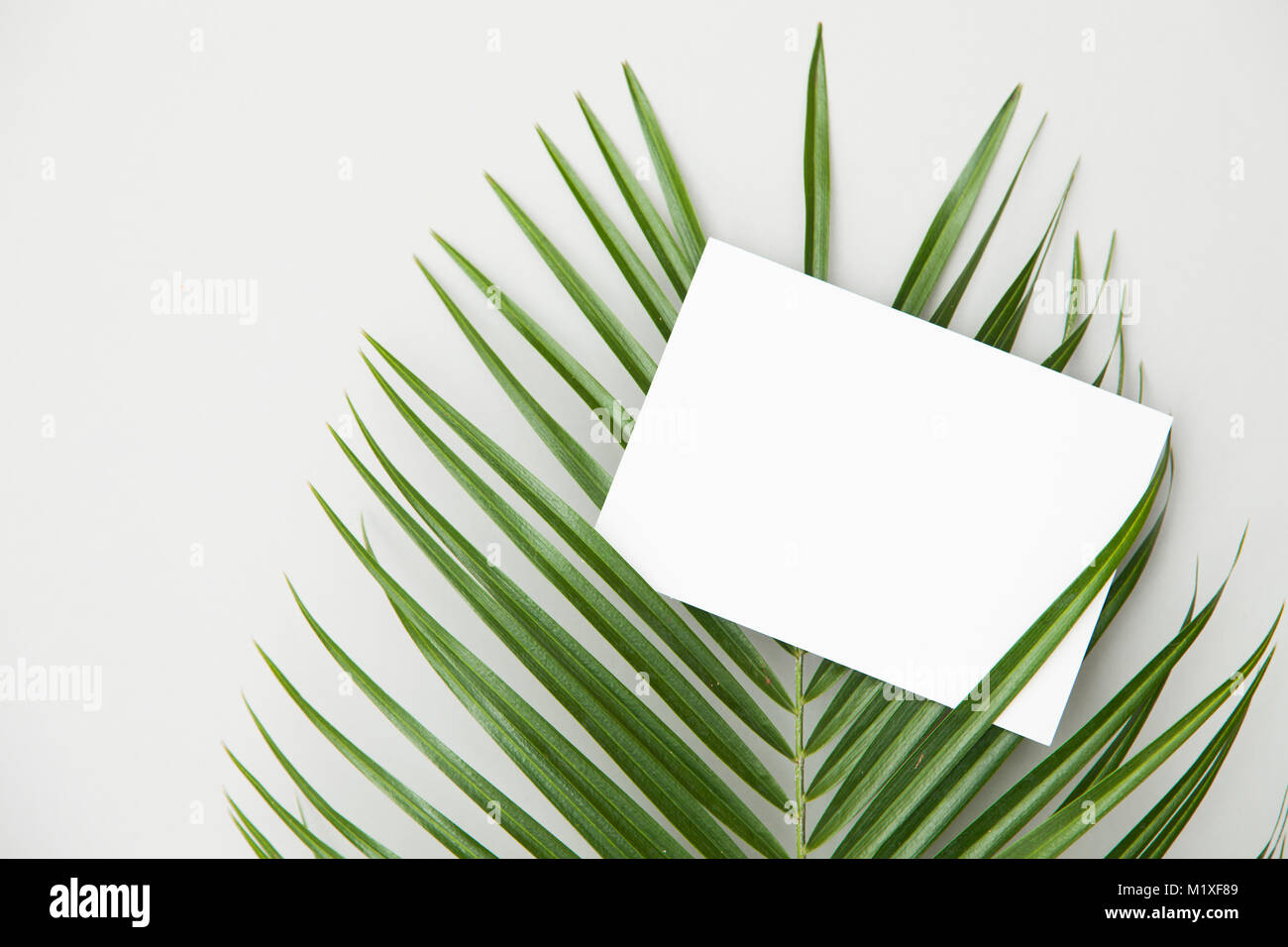 Tropische Palme Blatt mit einem leeren Etikett auf einem schlichten weißen Hintergrund Stockfoto