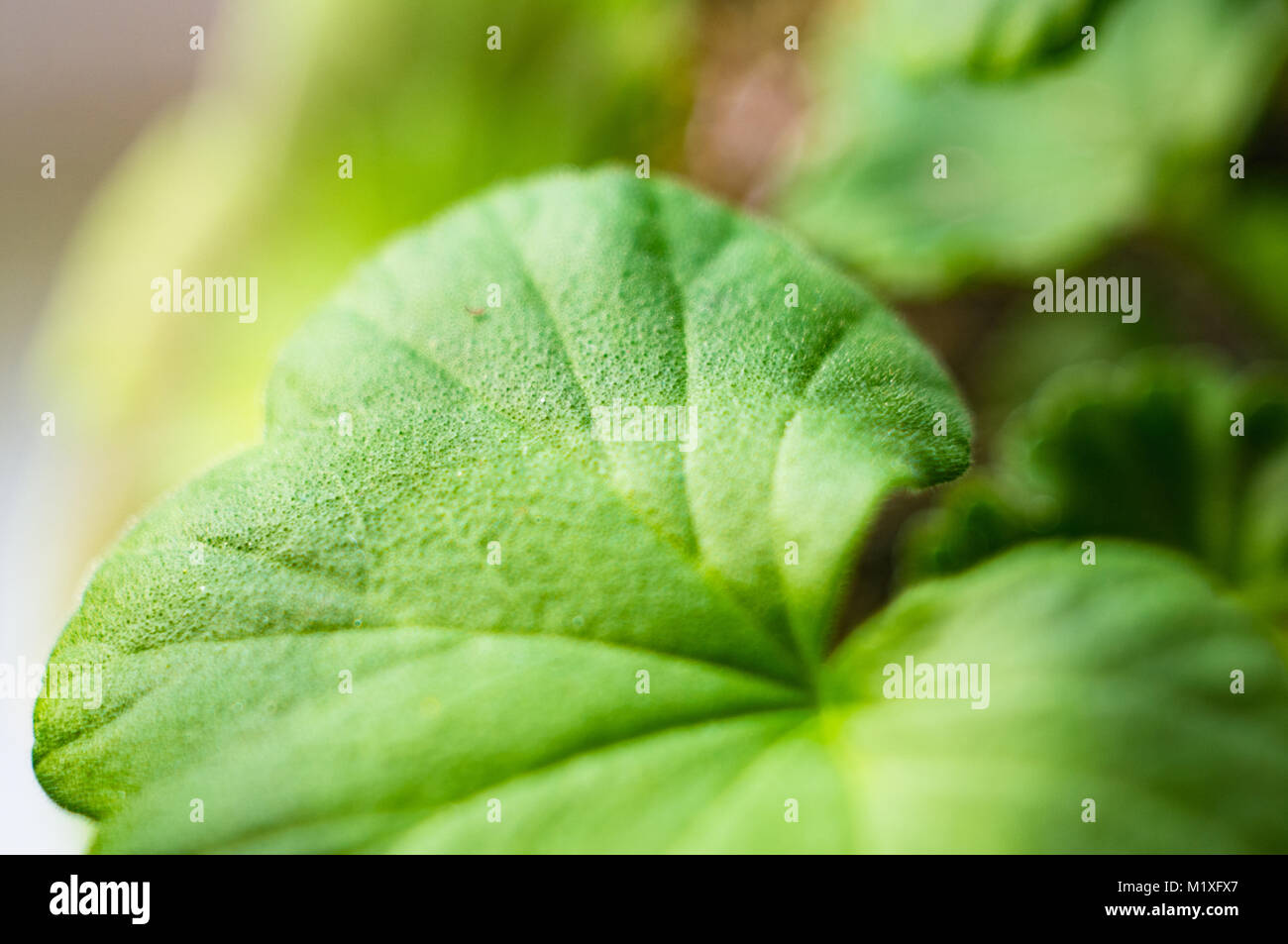 Lovely Pink und Weiß Pelargonium Geranien Stockfoto