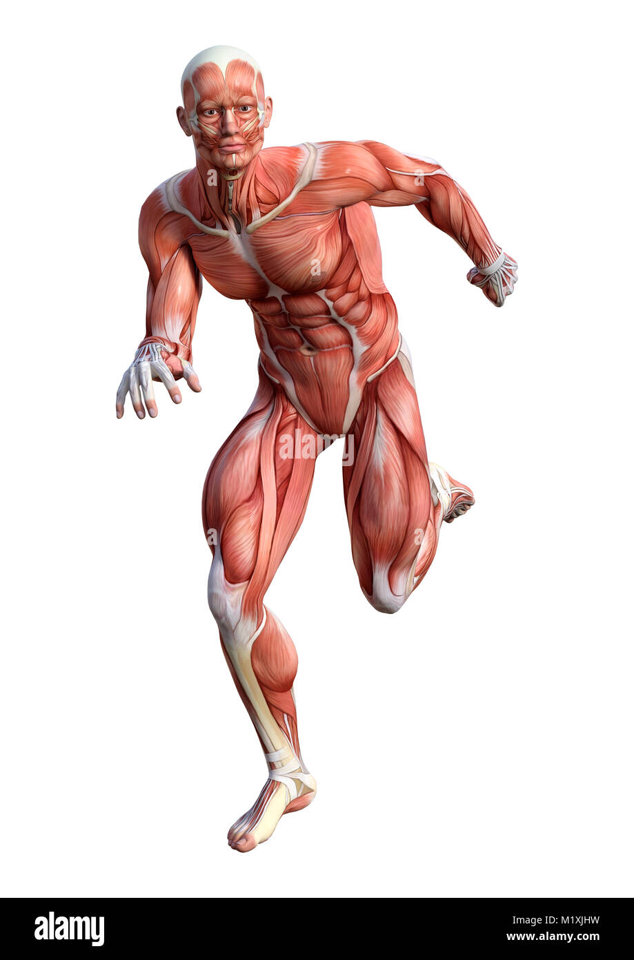 3D-Rendering für eine männliche Anatomie Figur mit Muskeln Karte schwimmen  auf weißem Hintergrund Stockfotografie - Alamy