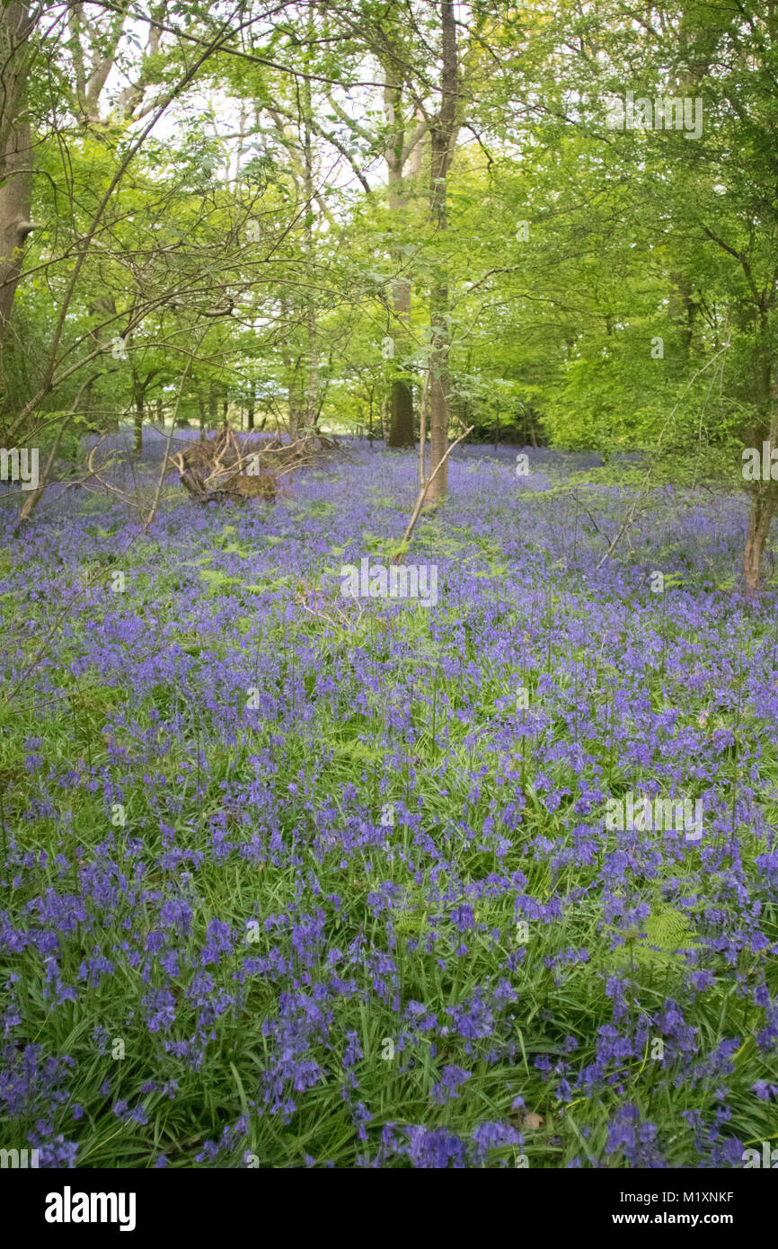 Frühling bluebells an junge Epilepsie in Lingfield Surrey England gebracht Stockfoto