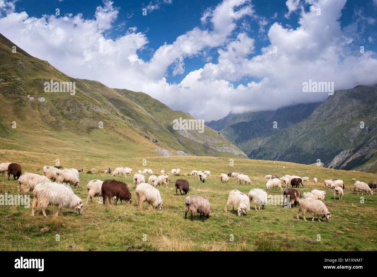 Herde Schafe weiden in der Nähe Pourtalet Pass, Ossau Tal in den Pyrenäen, Frankreich Stockfoto