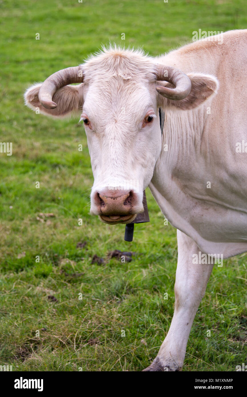 Porträt eines weißen Gasconne Kuh, Frankreich Stockfoto