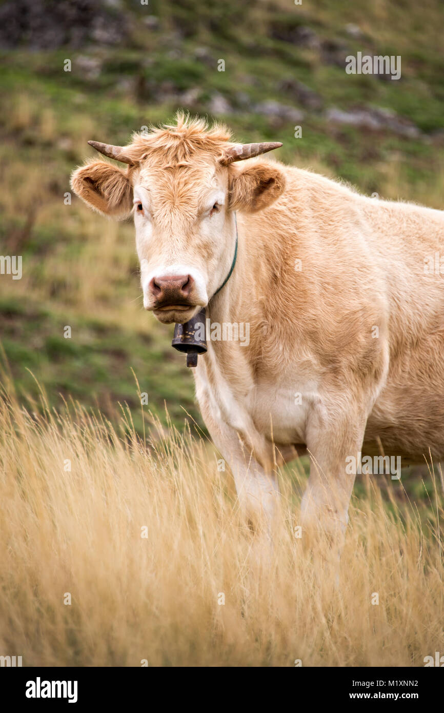 Porträt einer blonden Kuh, Frankreich Stockfoto