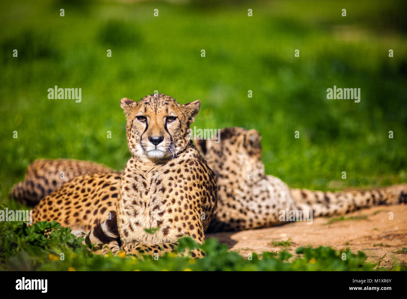 Zwei schöne Cheetah's Ausruhen und Sonnenbaden auf grünem Gras Stockfoto