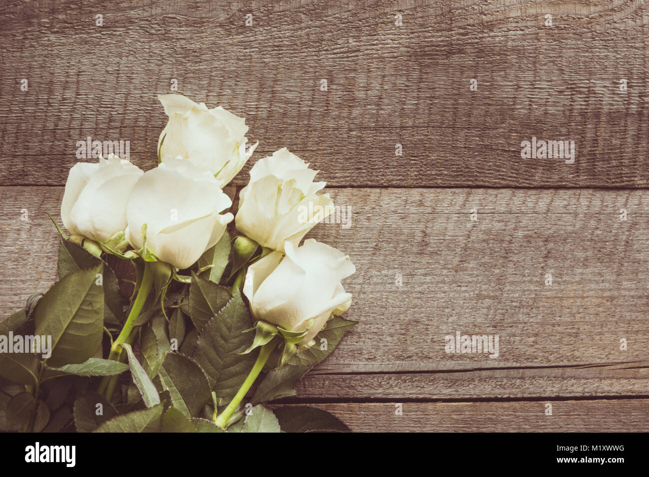 Weich ausgewachsenen weißen Rosen als neutraler Hintergrund auf Holzbrett. Getönten Bild. Ansicht von oben. Stockfoto