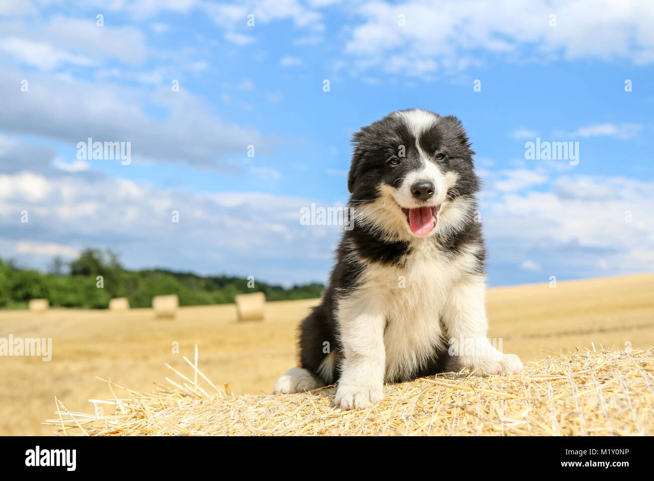 Ein Portrait Bild von einem süßen Welpen von Border Collie. Er ist ooking glücklich und zufrieden. Wie Es lächelt. Stockfoto