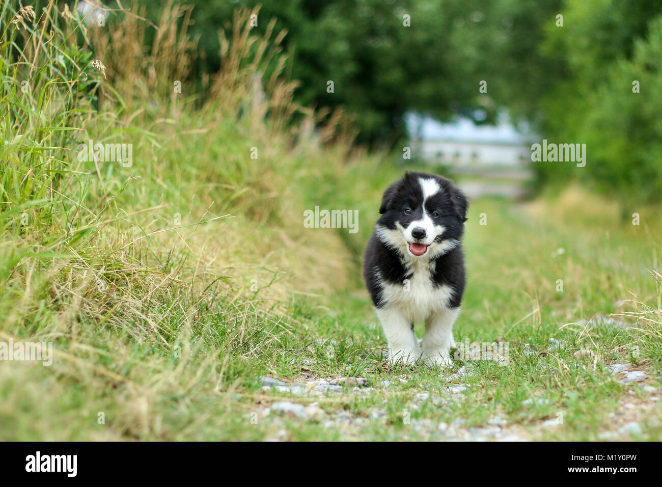 Ein Portrait Bild von einem süßen Welpen von Border Collie. Er ist ooking glücklich und zufrieden. Wie Es lächelt. Stockfoto