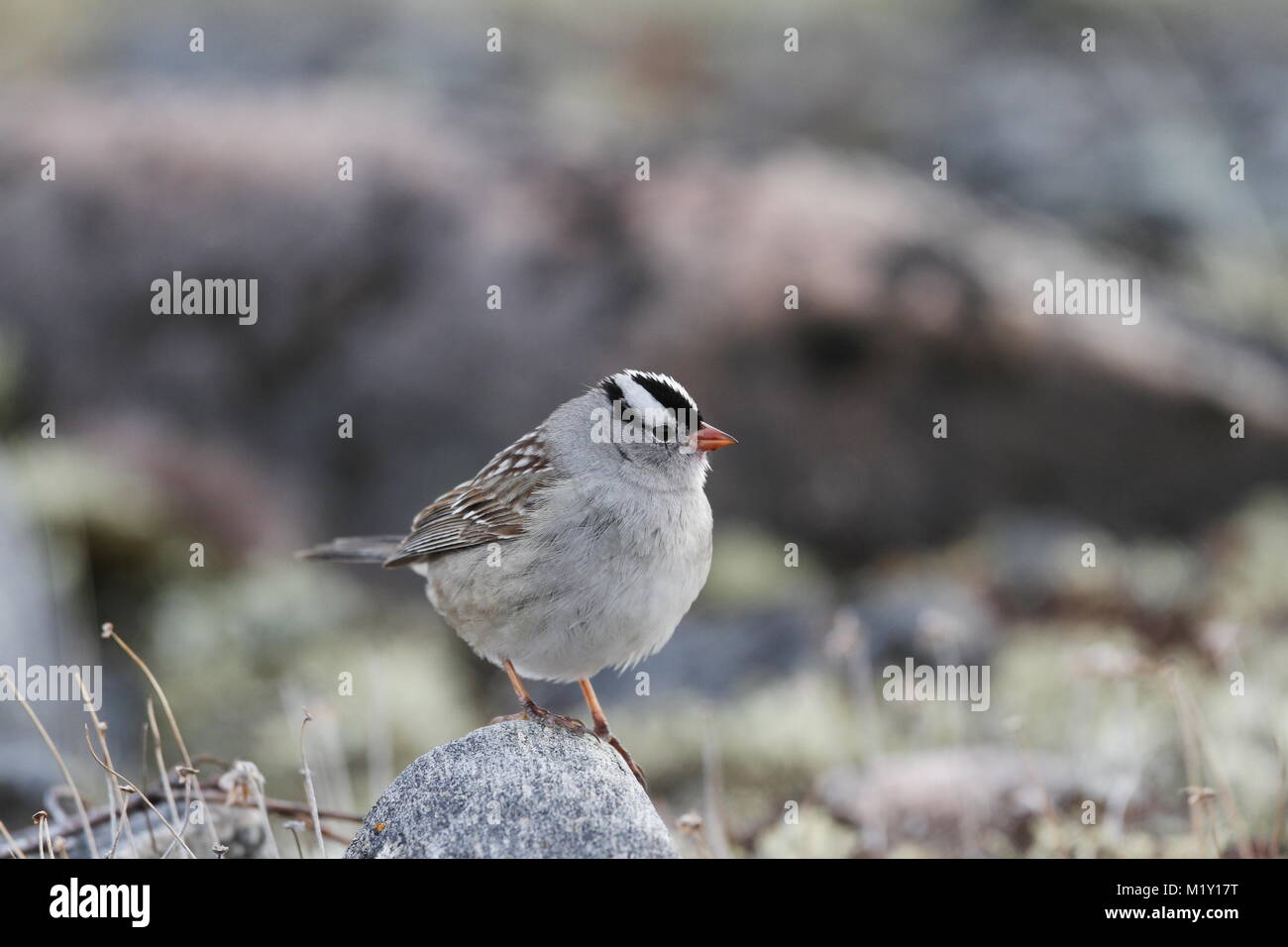 Nahaufnahme einer Weiß-gekrönte Spatz, Zonotrichia leucophrys, sitzt auf einem Felsen, in der Nähe von Arviat, Nunavut Kanada Stockfoto