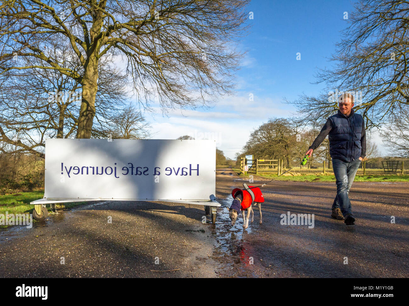 Junge Whippet tragen eine warme wasserdichte Jacke gehen mit ihrem Besitzer. Stockfoto