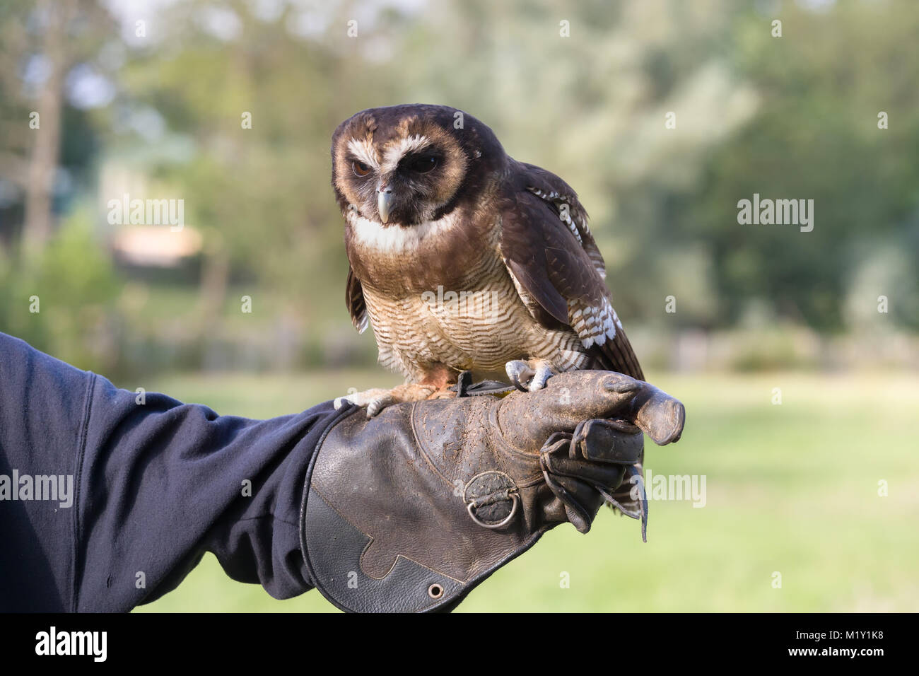 Malaysische Holz Eule sitzen auf die behandschuhte Hand seines Besitzers Stockfoto