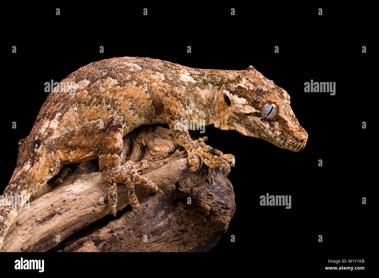 Gargoyle gecko auf einem toten Baum Stockfoto
