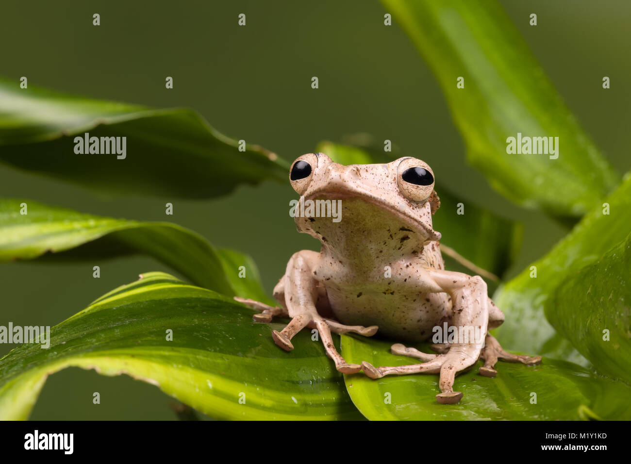 Nach Borneo Eared Frosch auf grüne Blätter Stockfoto