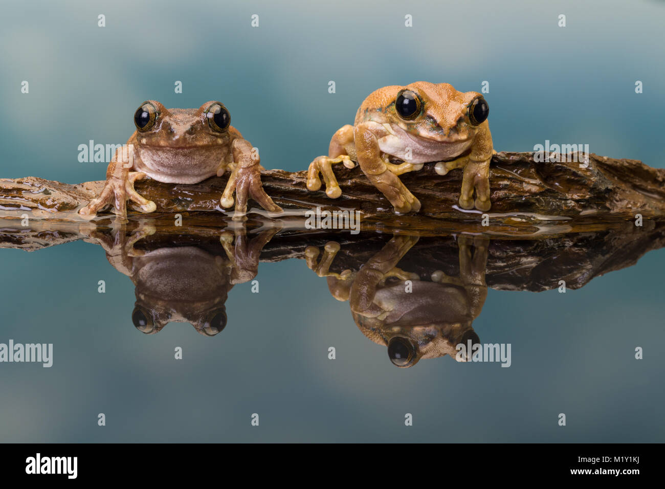 Die Mission golden-eyed Tree Frog oder Amazon Milch Frosch (Trachycephalus resinifictrix) ist eine große Laubfrosch des Amazonas Regenwaldes Stockfoto