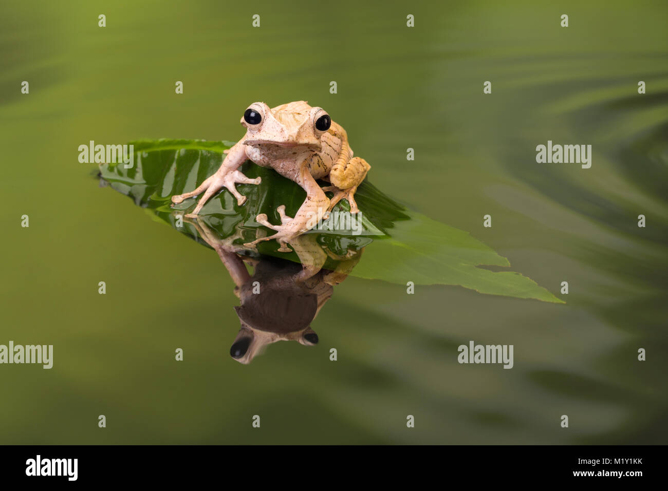 Laubfrosch Wasser Stockfotos und bilder Kaufen Alamy
