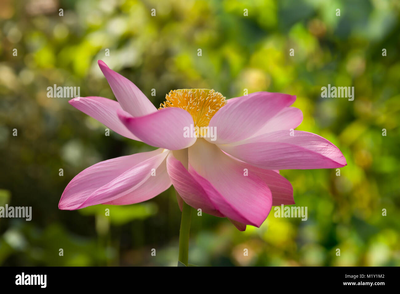 Einzelne heilige Lotus Blume blühen im tropischen Klima Stockfoto