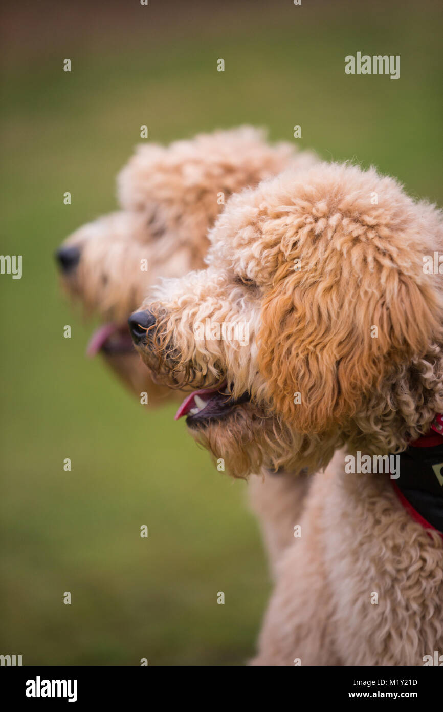 Zwei goldendoodle goldendoodles Hunde, tragende Bandanas, in einem öffentlichen Park GROSSBRITANNIEN Stockfoto