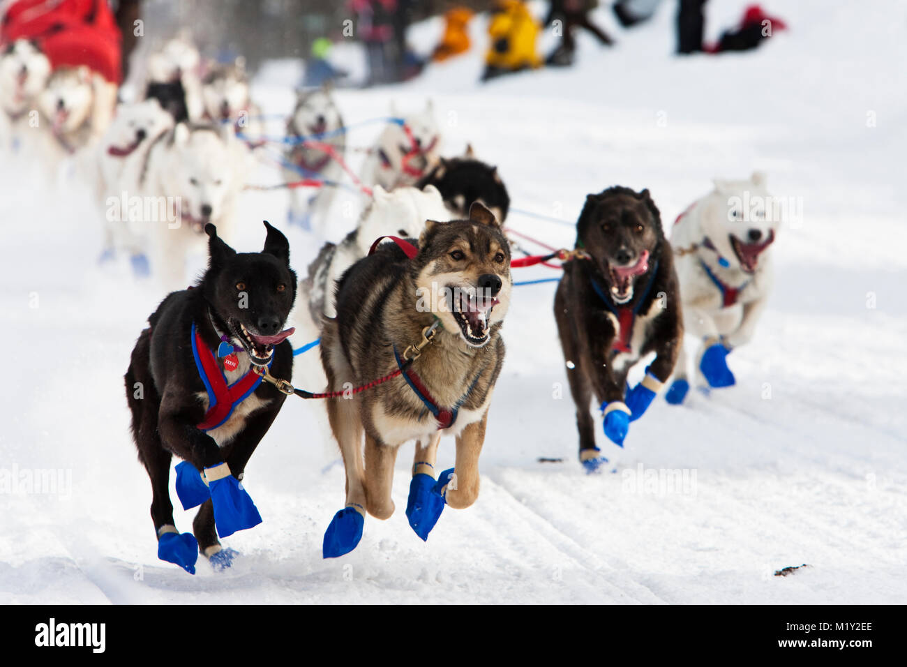 Führen Hunde der Musher #9 Blake Matray verlassen Willow Lake nach dem Neustart des Iditarod Trail Sled Dog Race in Willow, Alaska. Stockfoto
