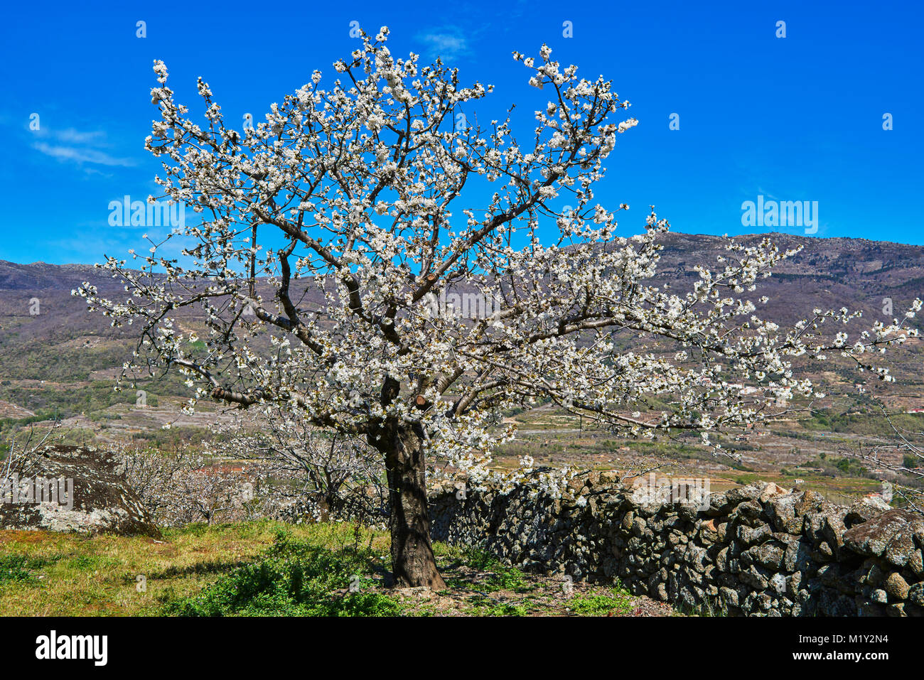 Kirschbäume (Prunus Cerasus), Kirschbäume in voller Blüte, Jerte-Tal, Cáceres Provinz, Extremadura, Spanien Stockfoto
