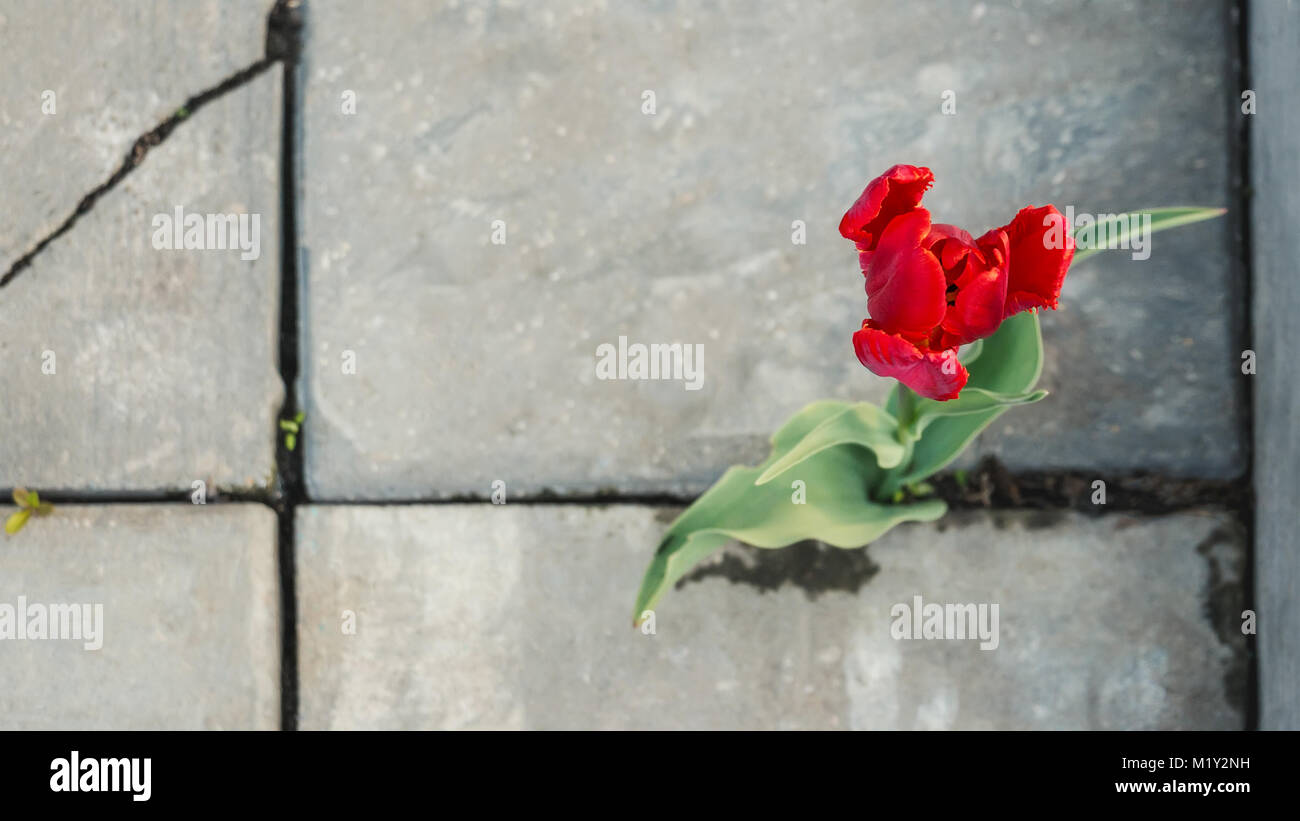 Schöne Blume rote Tulpe wachsen in einem Riss der Bürgersteig durch den Asphalt. Die Lebenskraft der Pflanzen. Ein horizontaler Rahmen. Stockfoto