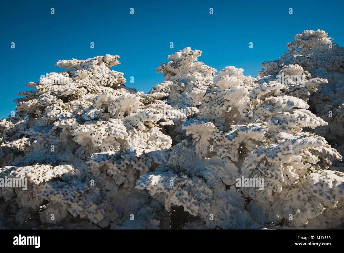 Wandern Berg Hallasan, der höchste Gipfel in Korea nach einem Schneesturm in der Nacht vor. Stockfoto