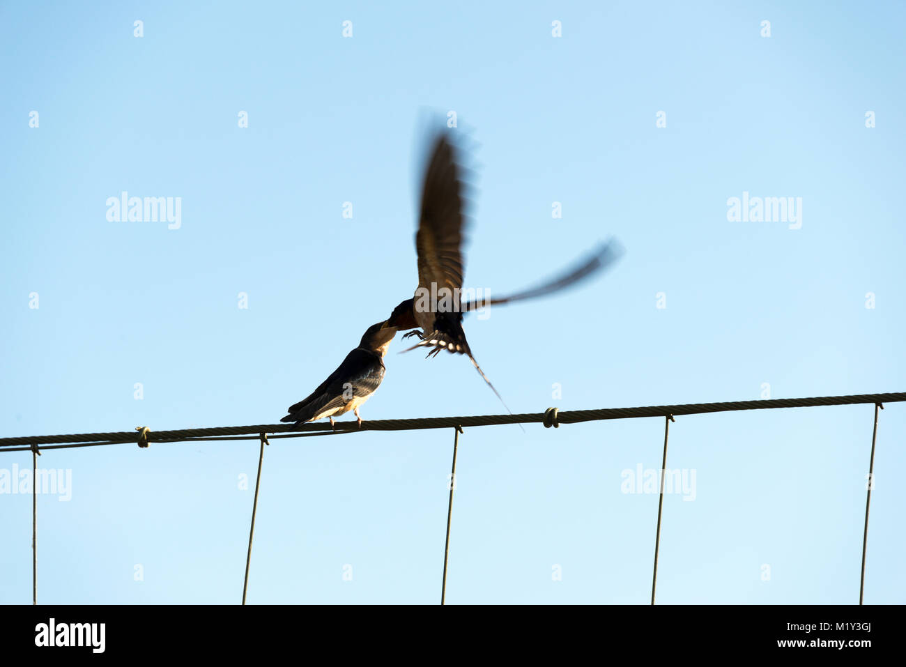 Scheune Fütterung Swallow chick Stockfoto