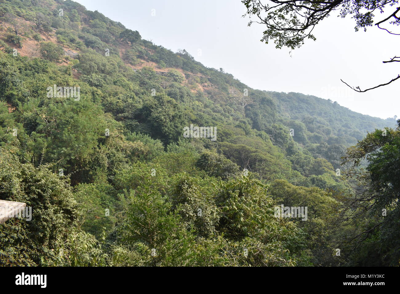 Grüner Berg suchen awesome mit immergrünen Wald. Stockfoto